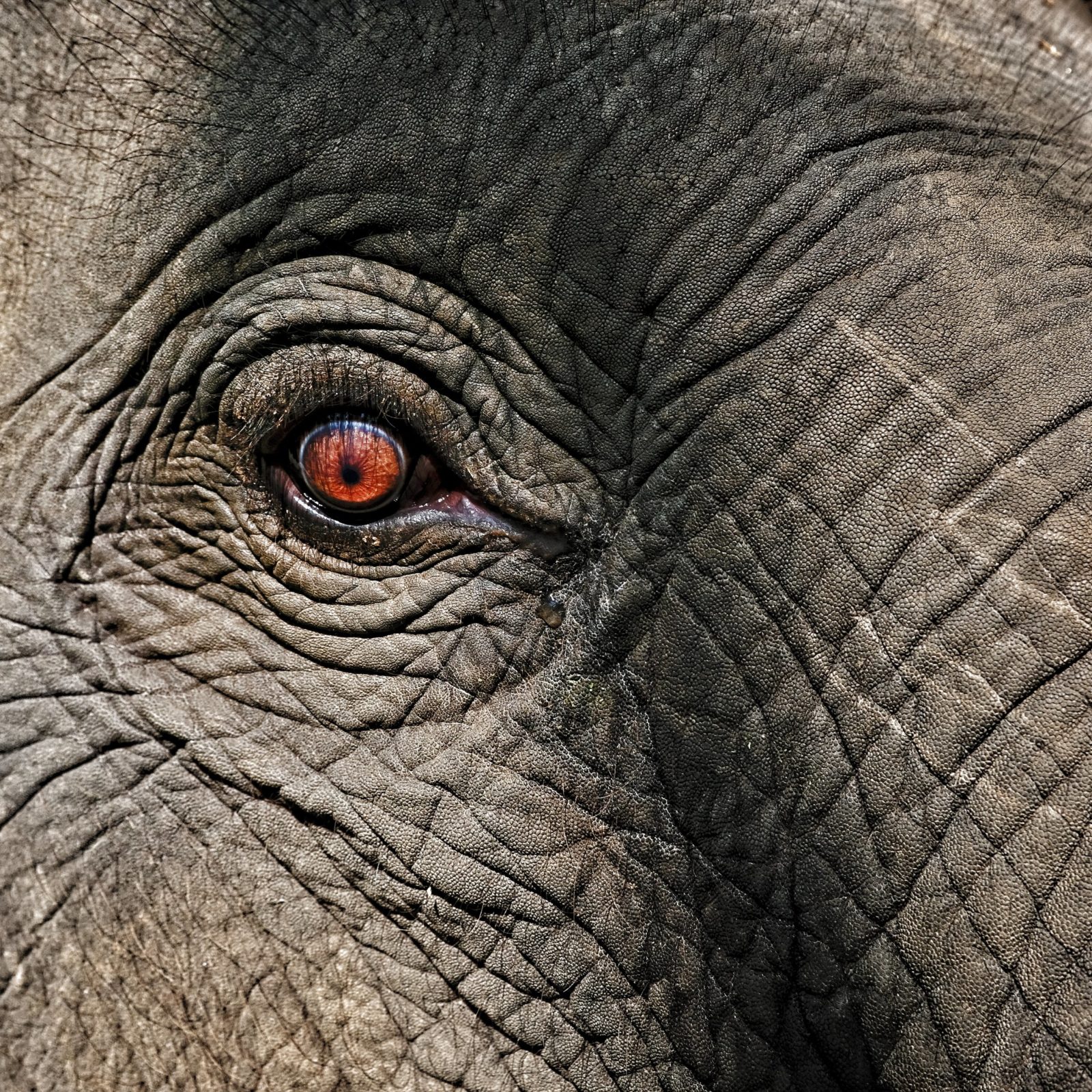 Elephant Sanctuary in Chiang Mai? Visit this one.