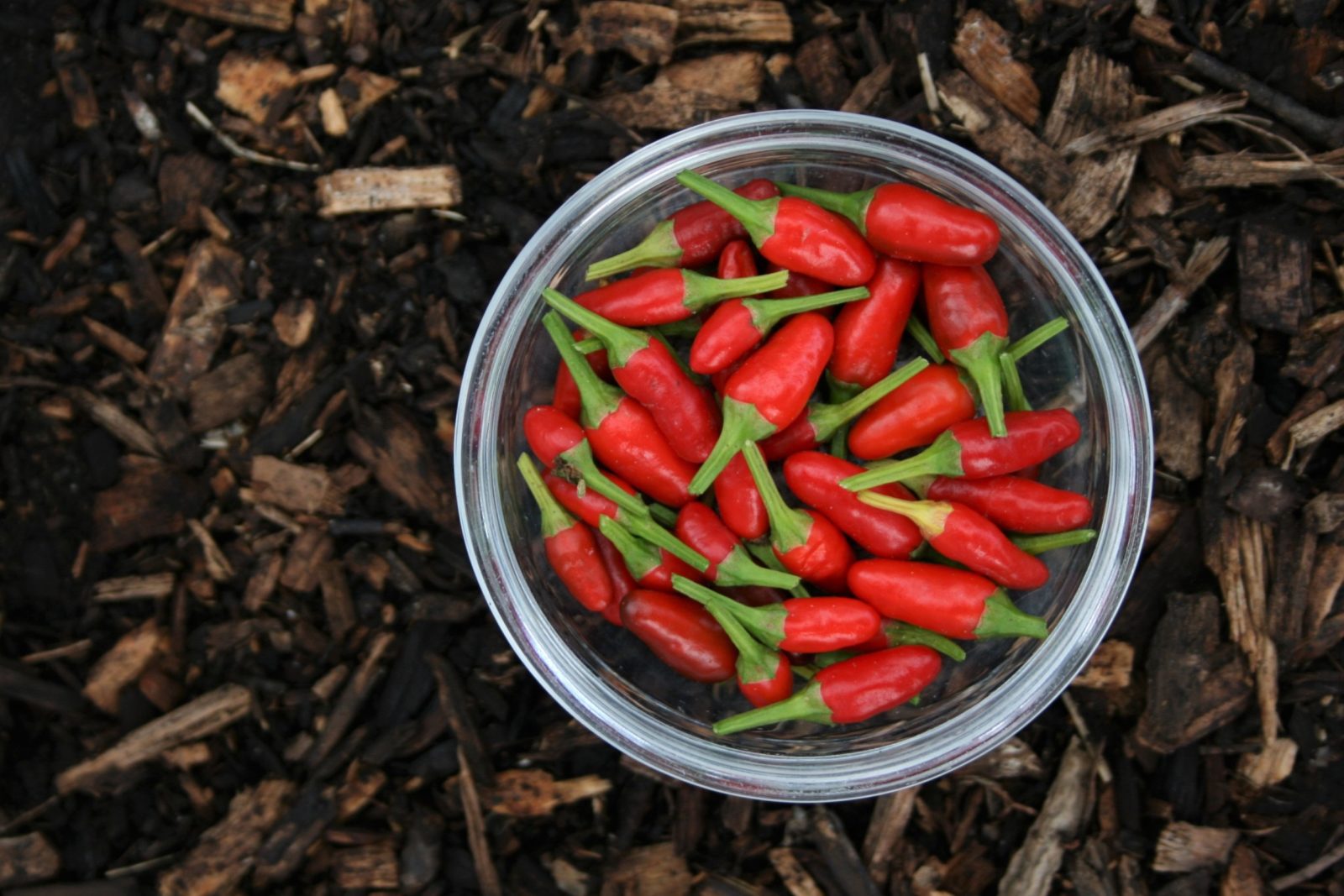 Rediscovering Food in Bali